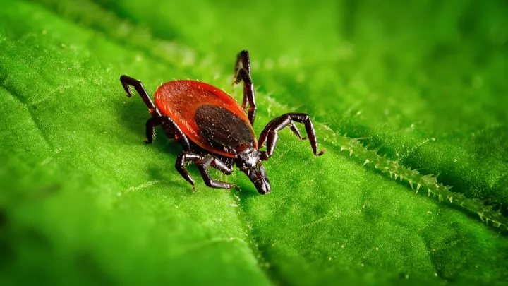 Illustrasjonsbilde Flått Istock