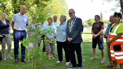 Plantet "fredstre" i Badeparken