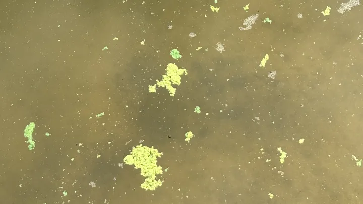 Blågrønnalger Observert I Åsrumvannet Juli 2025