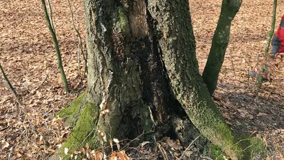 Feller syke trær i Bøkeskogen
