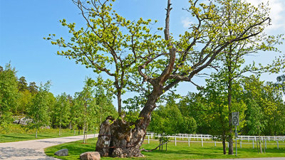 Trær i Larvik kommune