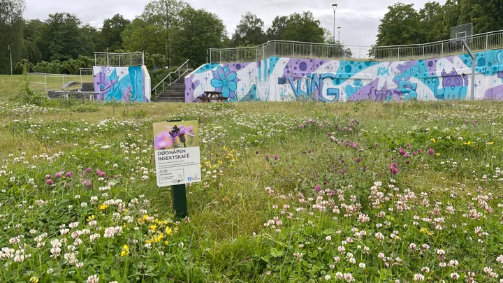 Døgnåpen Insektskafe (3)