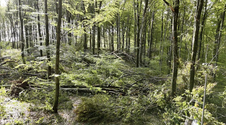 bøkeskogen etter amy 17.png