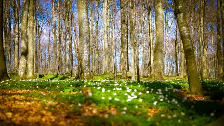 Vår Bøkeskogen