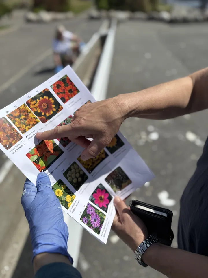 Bilder Av Blomster Kommunen Får