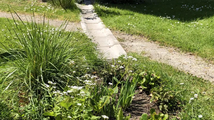 Regn Til Blomsterbed Foto VA SYD