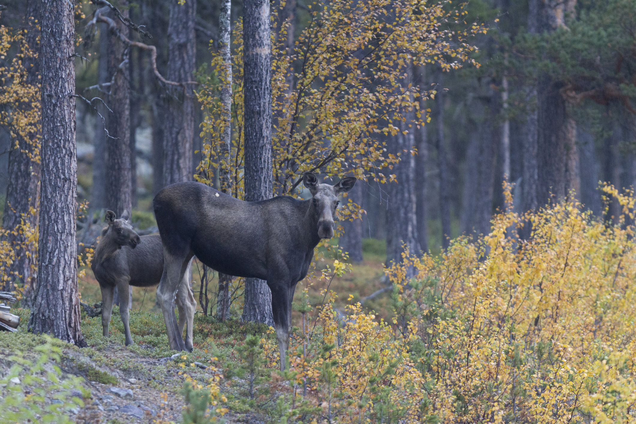 Produserer svært mye mat for elgen
