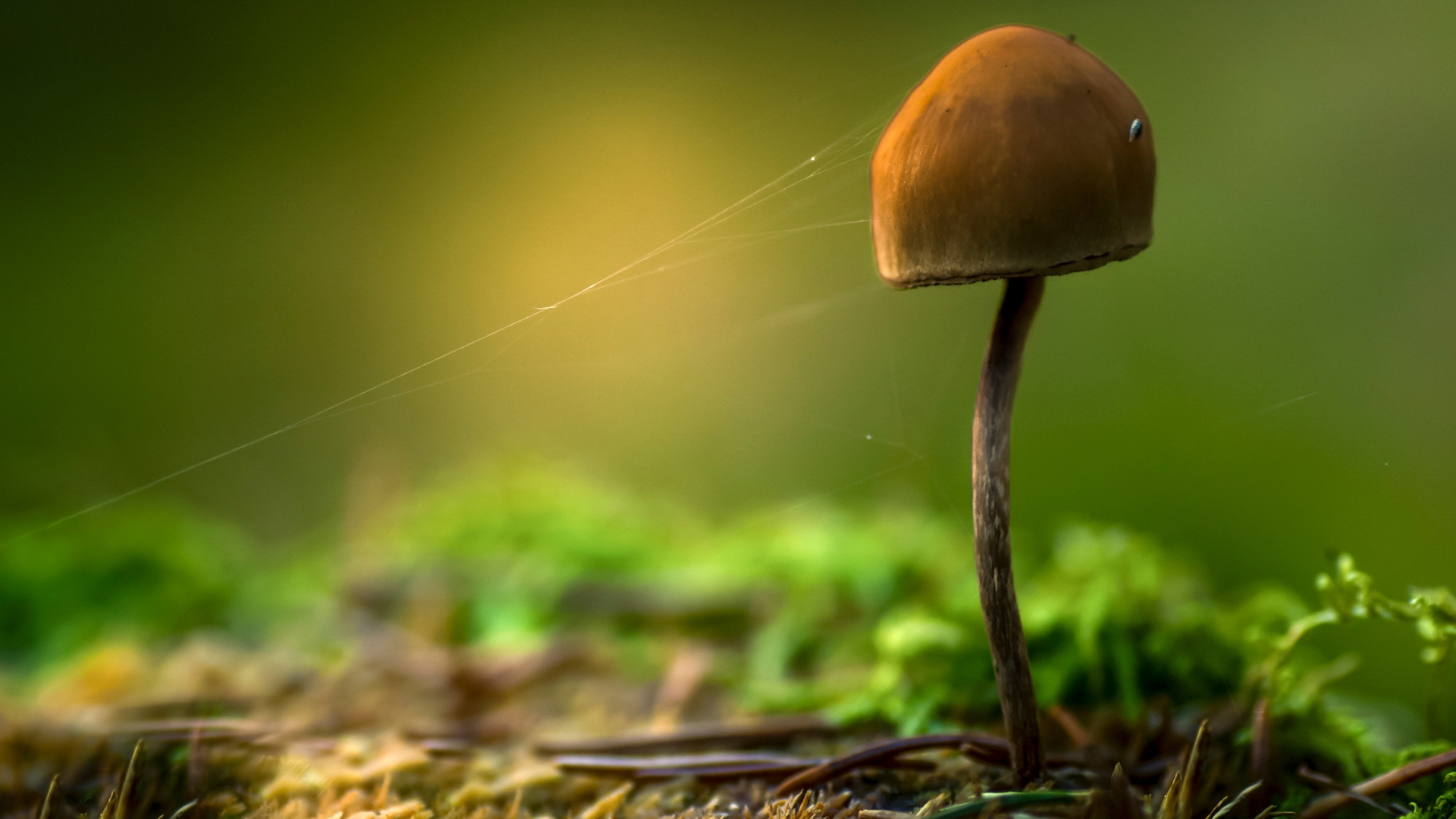 Kommunedelplan for naturmangfold er vedtatt