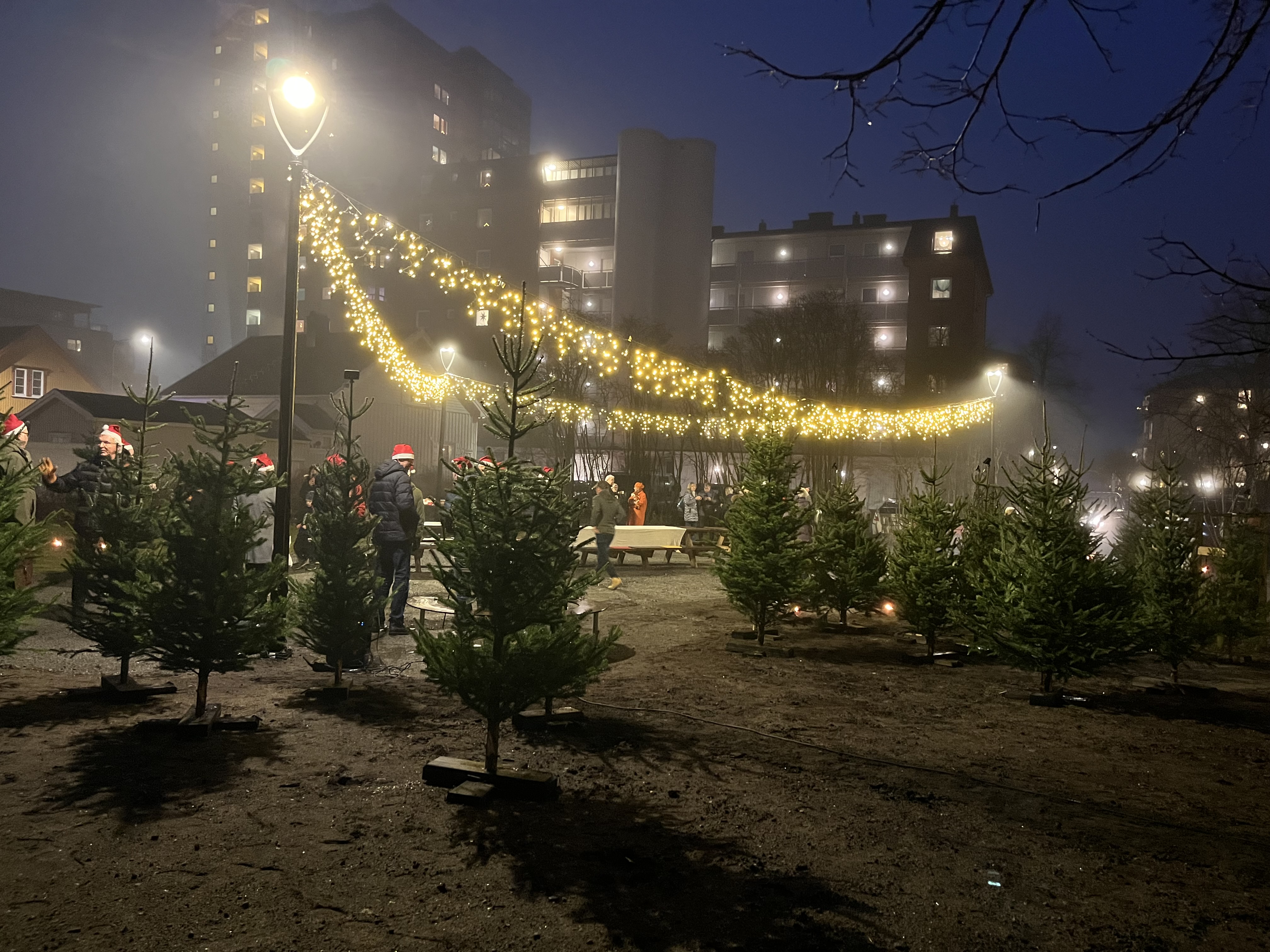 Juletrær og lyslenke i parken.
