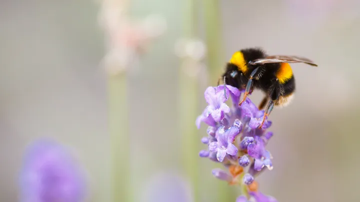 Bie På Blomst Istock