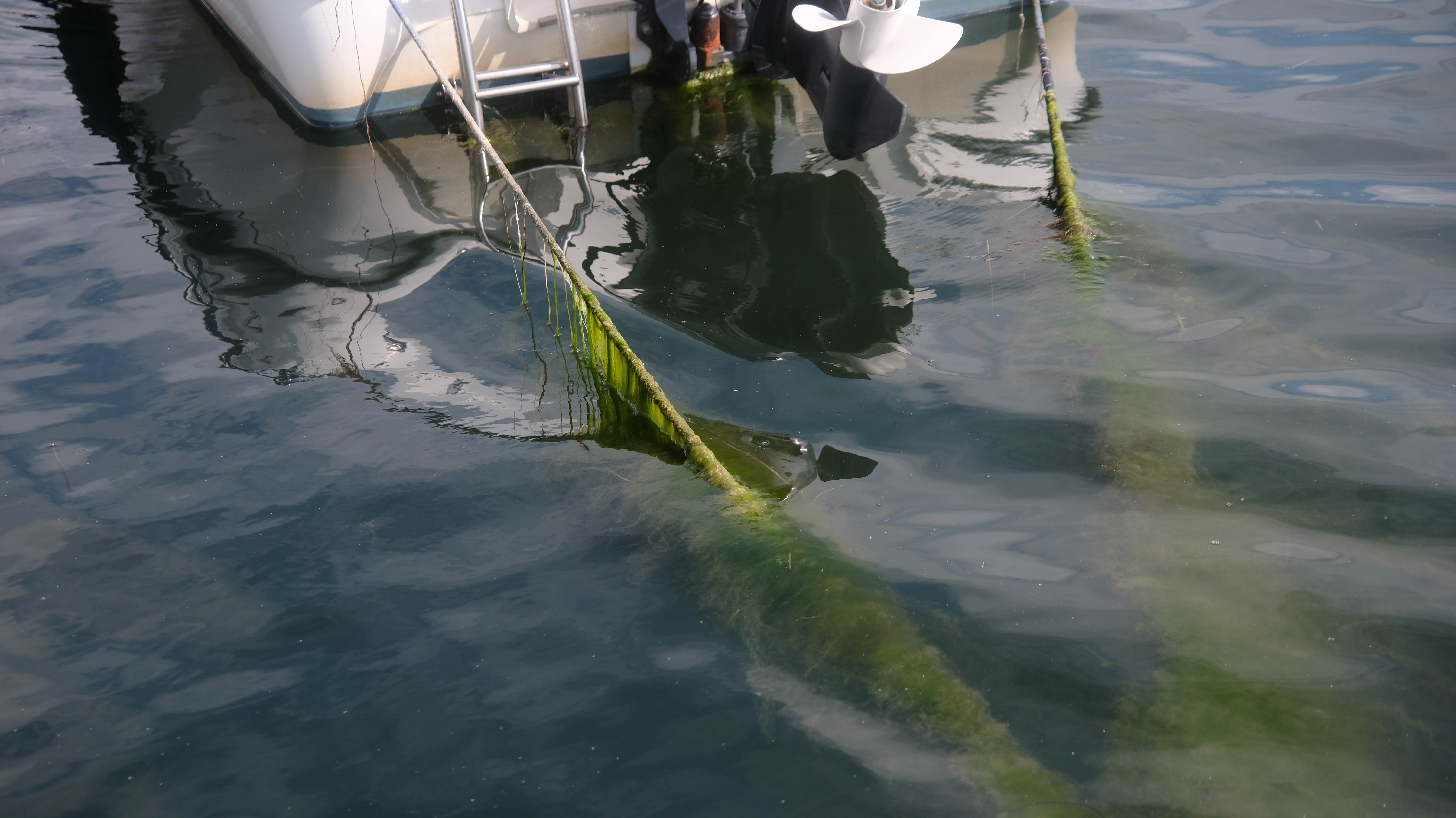 Alger I Viksfjord Flere 23