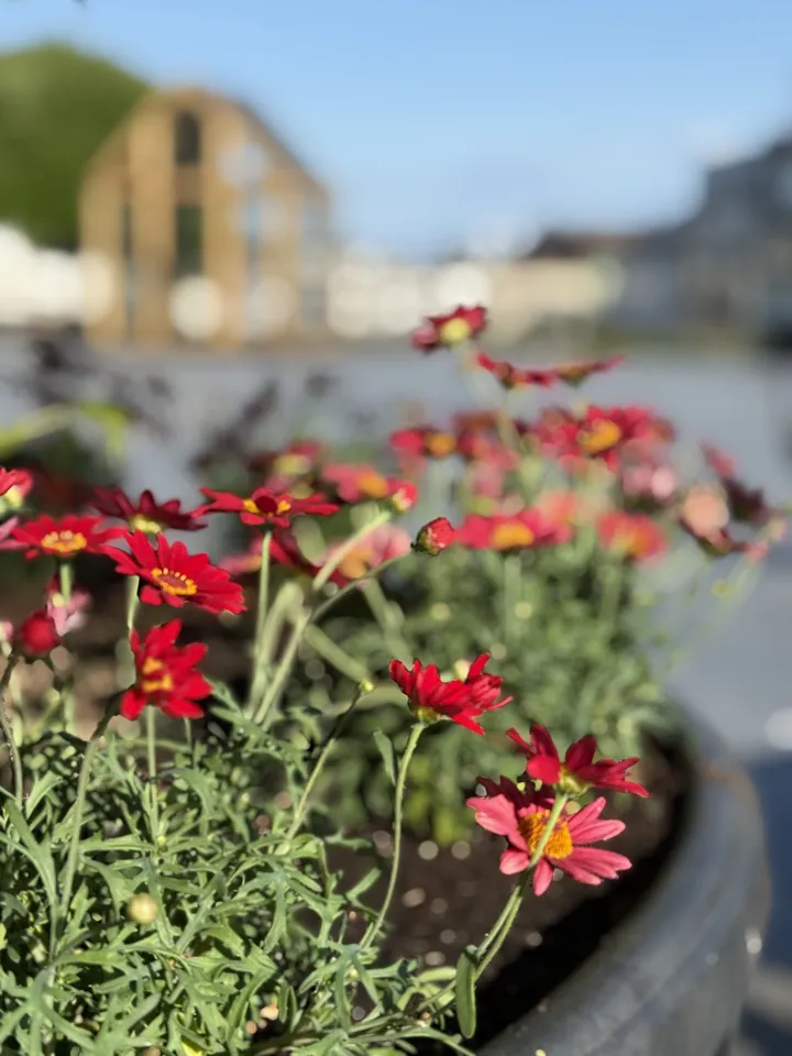 Torget Larvik Sentrum