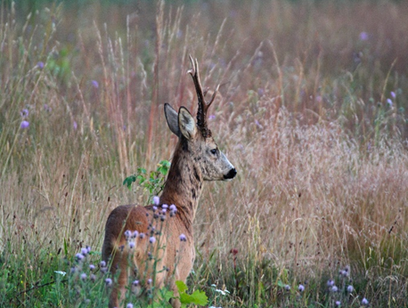 Høring – forslag til endring i Forskrift om adgang til jakt etter elg, hjort og rådyr