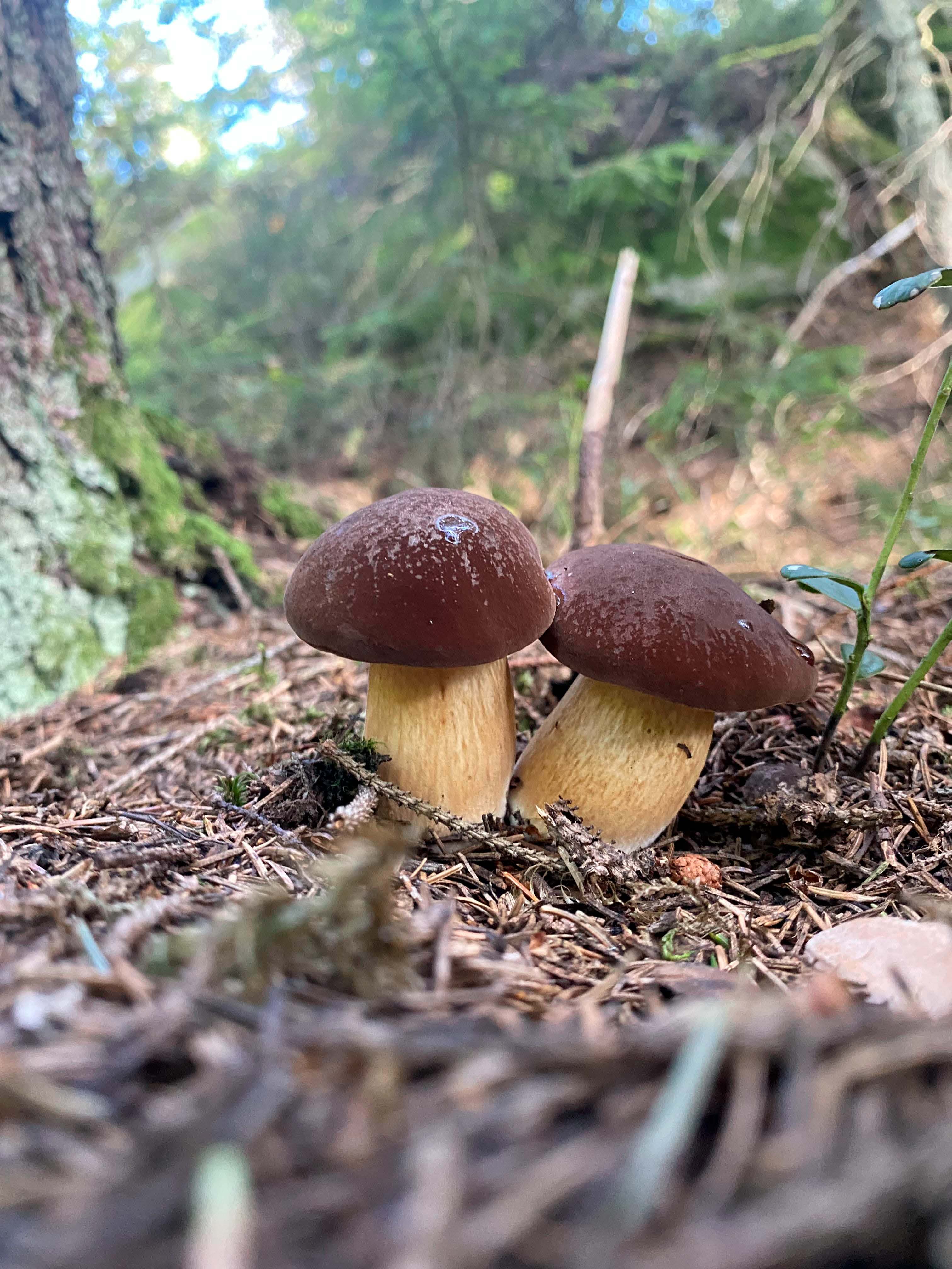 Vi kartlegger naturtyper