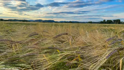 Påminnelse til landbruksnæringen: Meld fra om mulig produksjonssvikt!