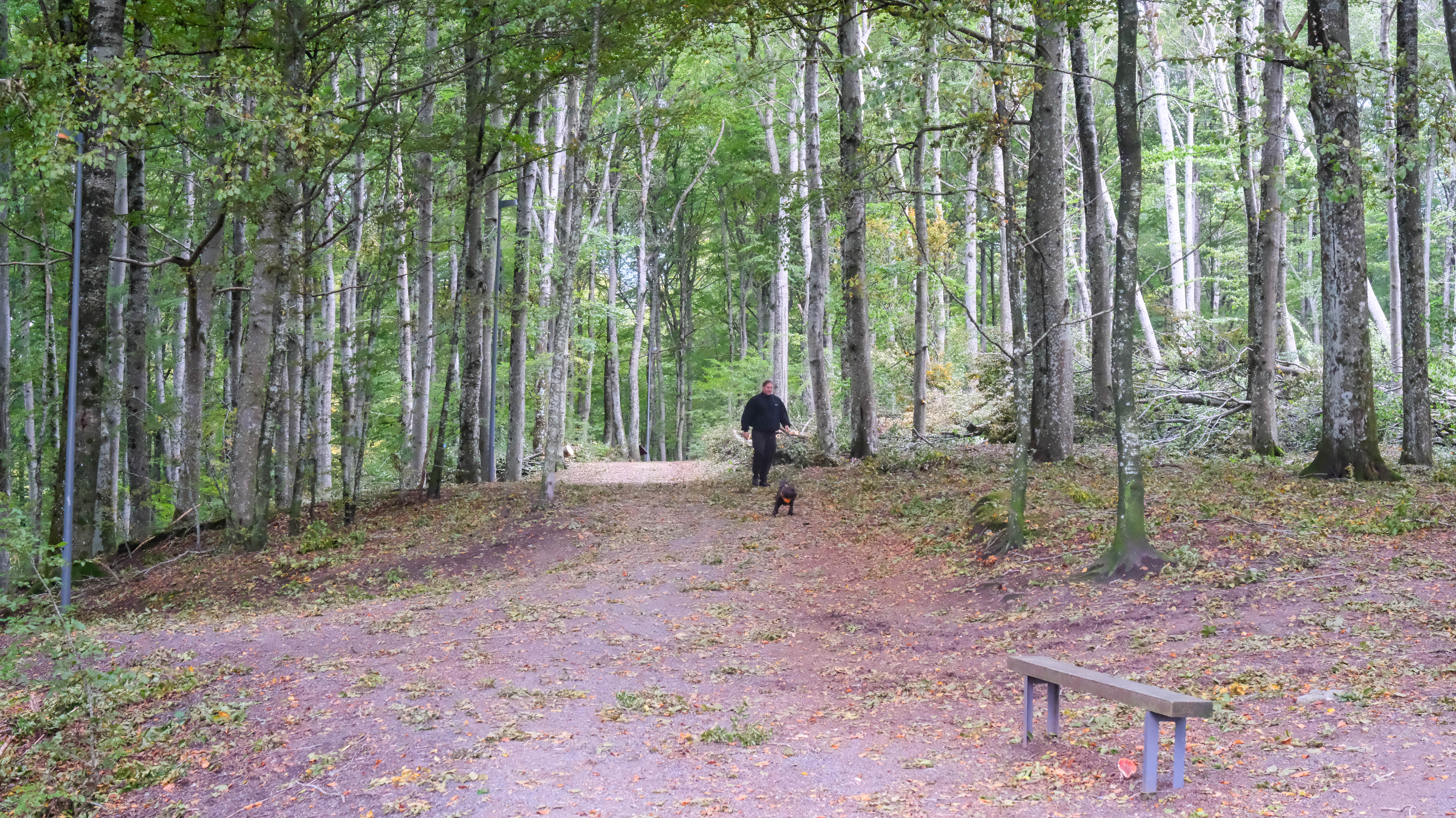 bøkeskogen etter rydding-10.jpg