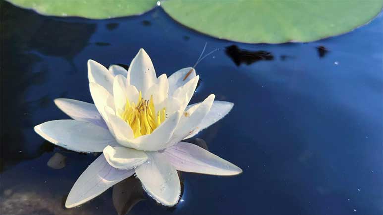 Høring – kommunedelplan for naturmangfold