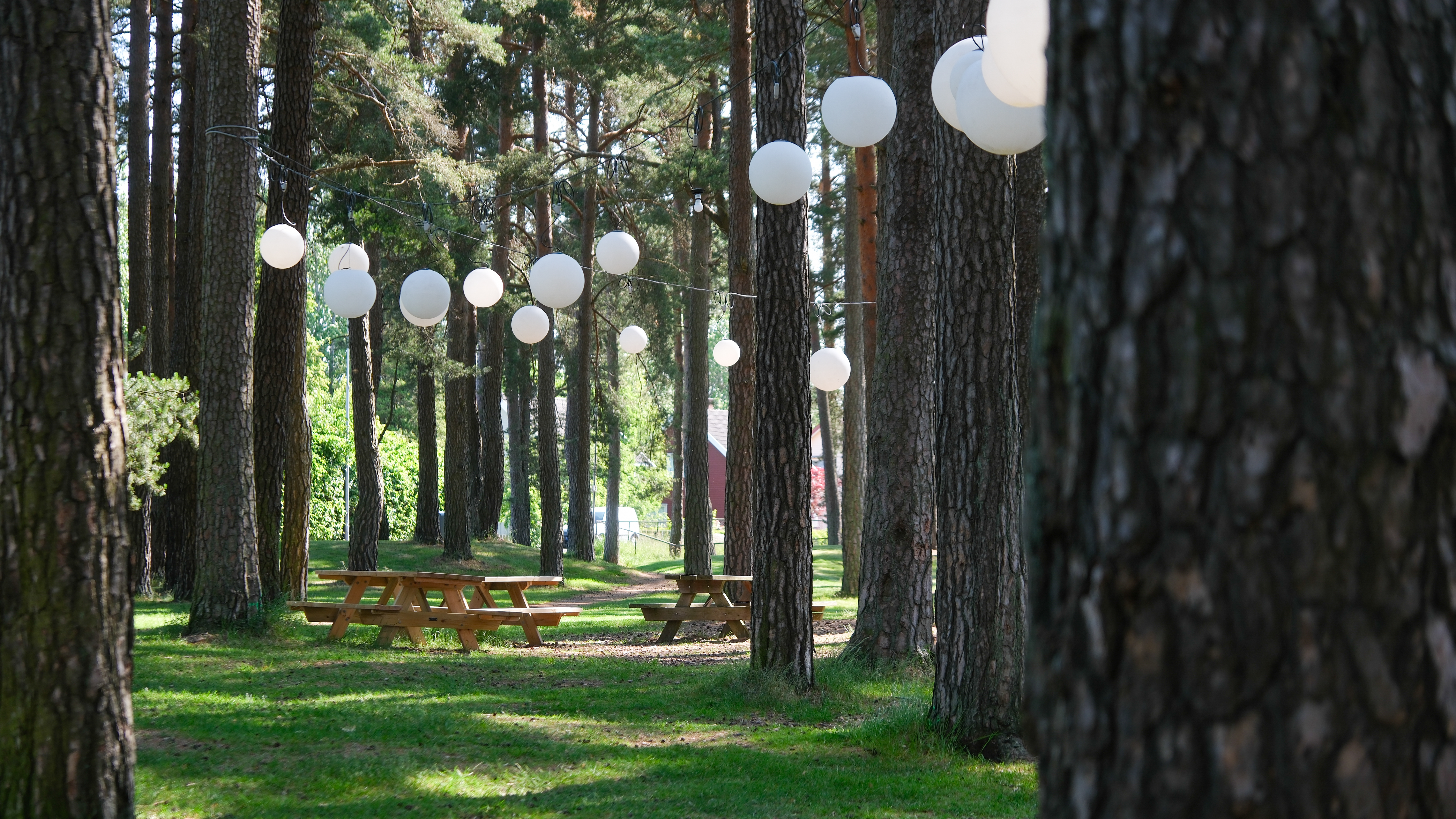 Bilde av Furumoa på Torstrand.