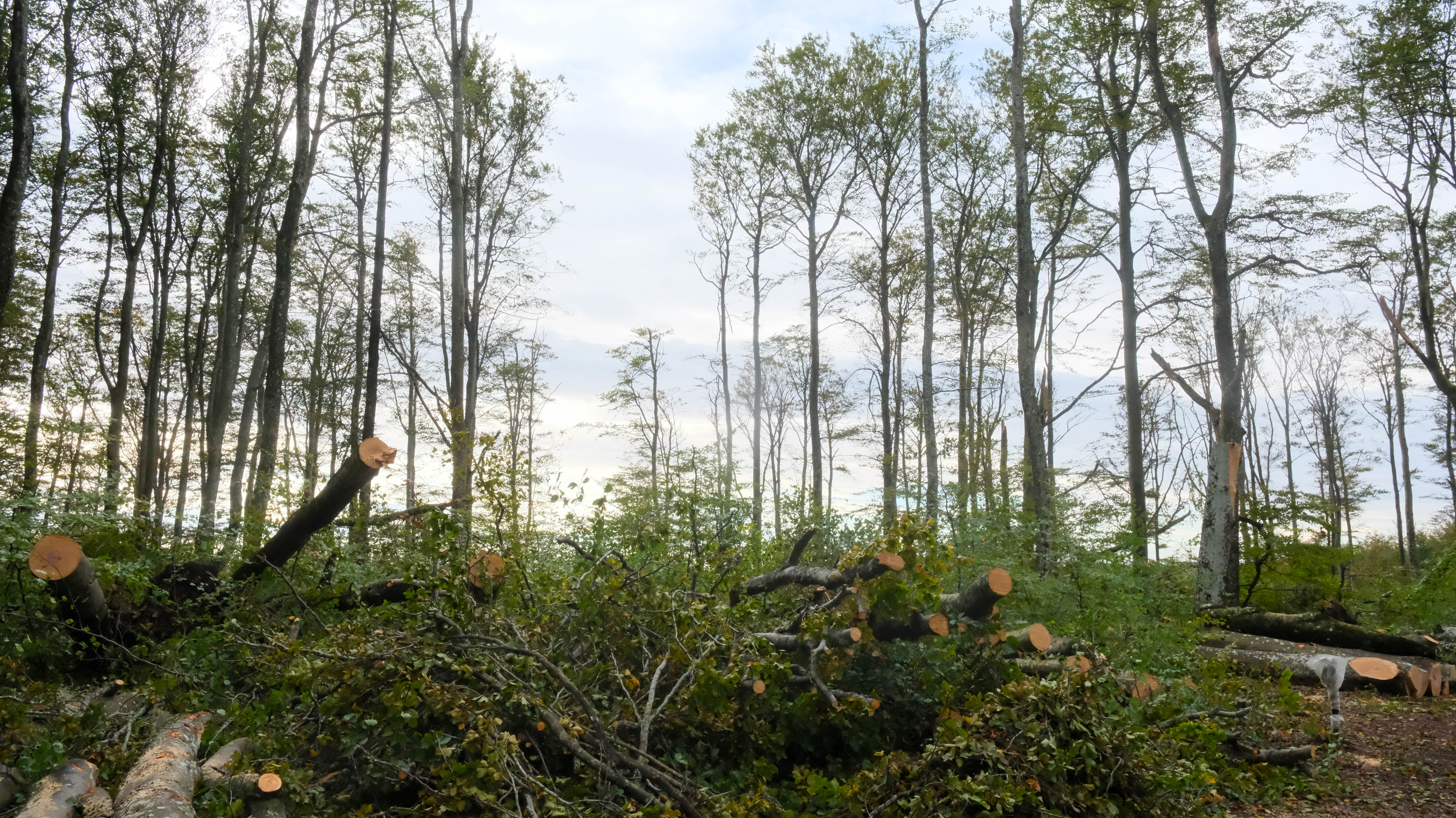 bøkeskogen etter rydding-11.jpg