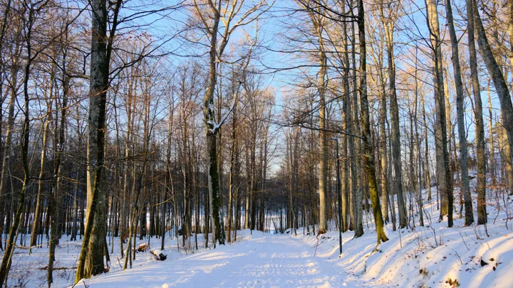 Dalheimveien Gjennom Bøkeskogen