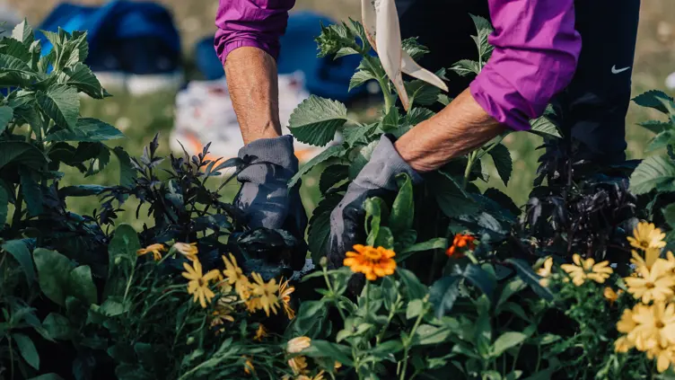 Inviterer til høstdugnad i indre havn