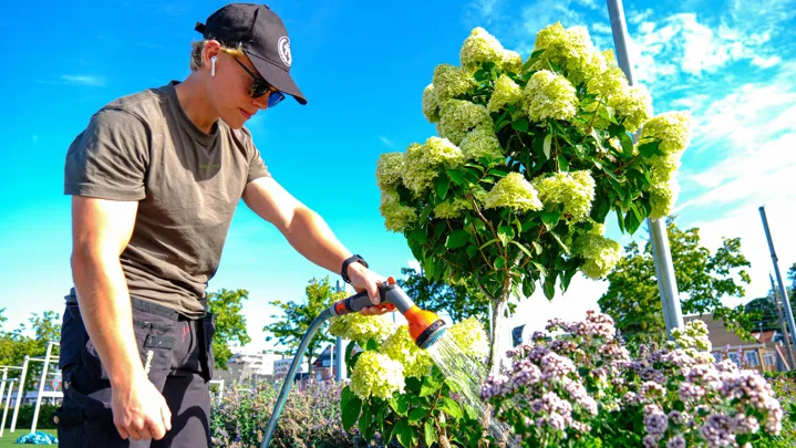 indre havn blomster.jpg