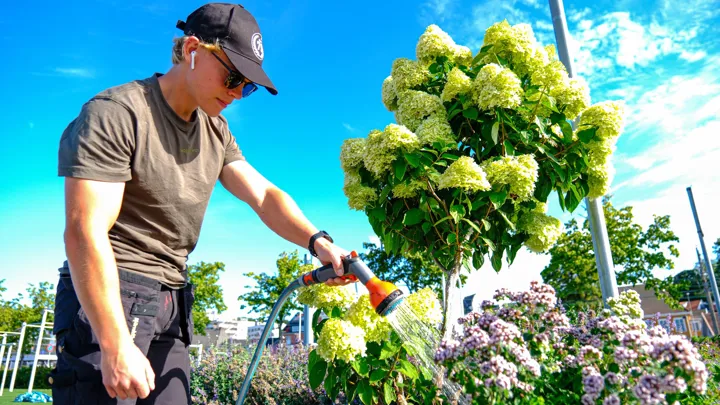 indre havn blomster.jpg