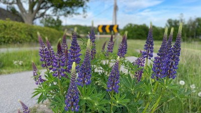 Fremmede arter - en trussel mot norsk natur