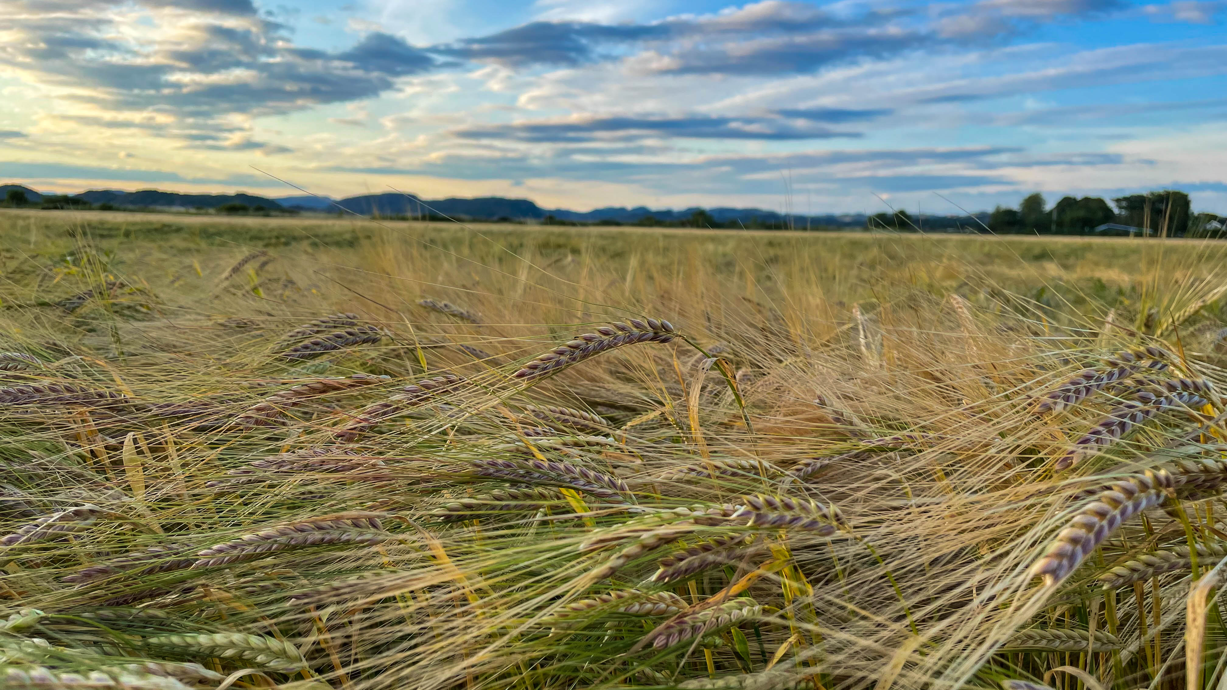 Søknadshjelp for jordbrukstilskudd