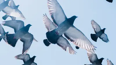 Funn av døde fugler i Larvik