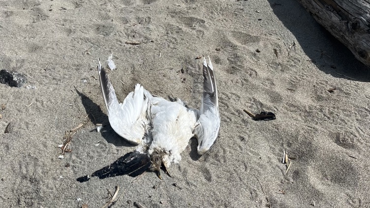 Meld fra til Mattilsynet om du finner døde fugler