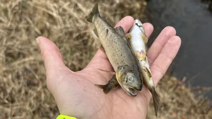 Død fisk