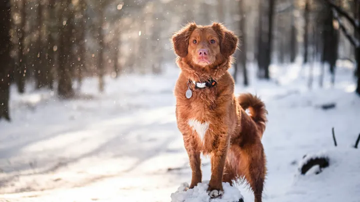 Hund i naturen