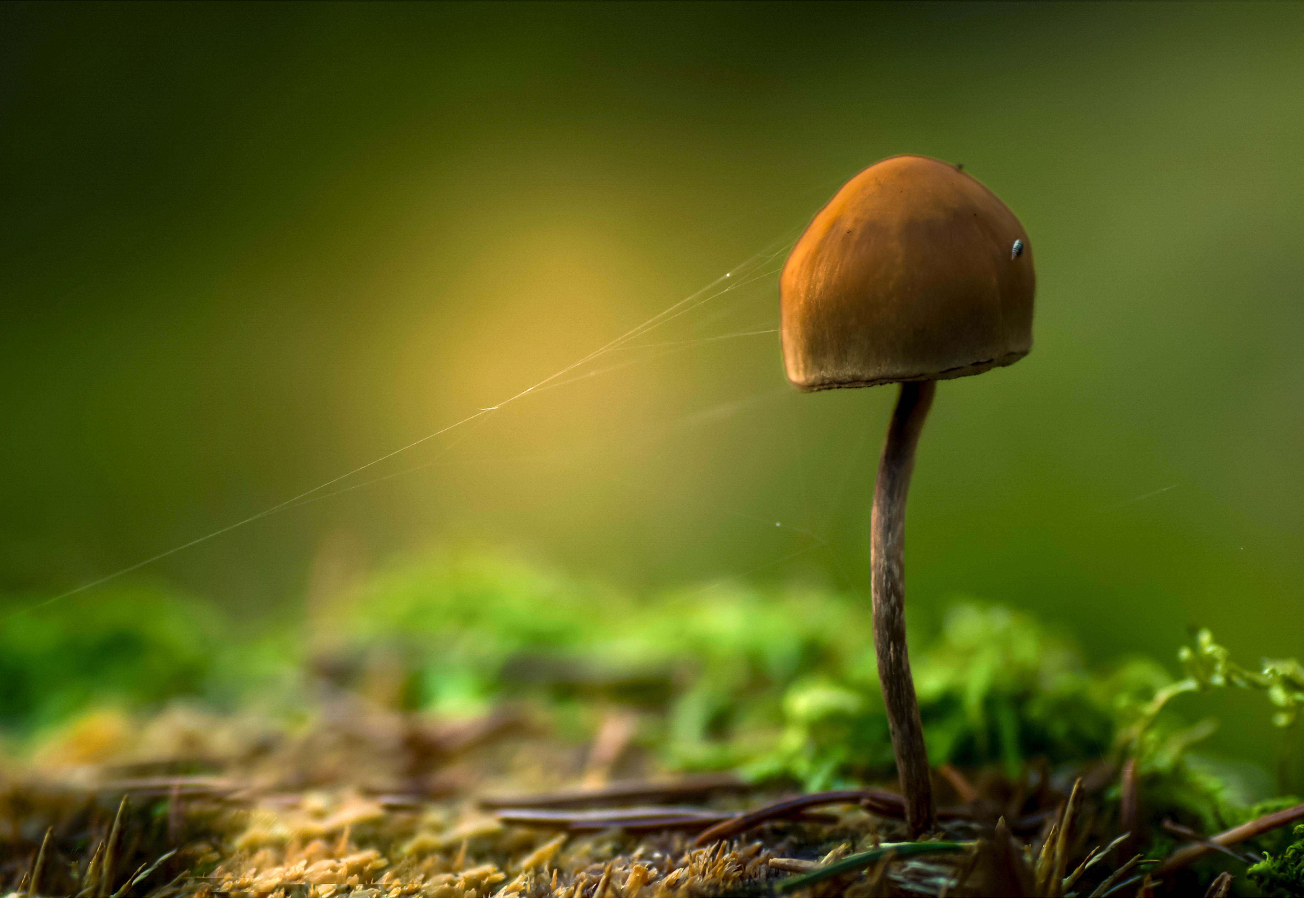 Dette er vinnerbildet: – Det var ikke forventet