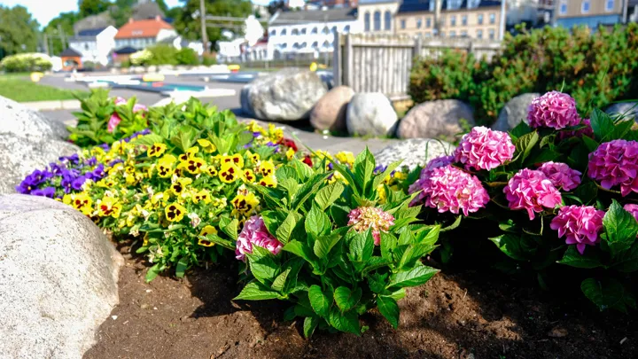 indre havn blomster 2.jpg