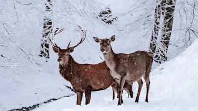 Snø, hjortevilt og fare for viltpåkjørsler